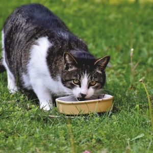 While you may see cats eat dog food now and then, it's not something to encourage