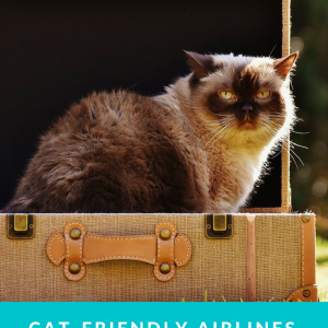 Flying with a cat requires careful preparation