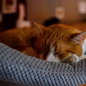 Cat hammocks let your kitty snooze in ultimate comfort