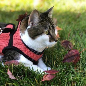 Cat harnesses allow your cat to safely get outside