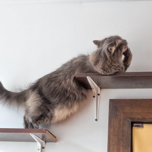 Cat wall shelves enrich your cat's life