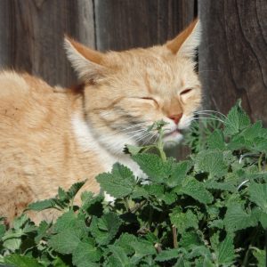 The effects of catnip on cats vary depending on your cat's heredity
