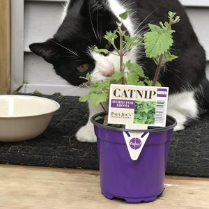 The best catnip for cats comes from organic sources