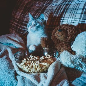 Answering whether it's okay if cats eat popcorn or not is tricky