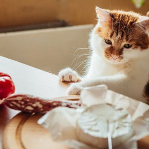 If cats have salami, you need to consider their health conditions