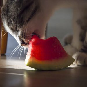 Cats eat watermelon, but with certain warnings observed