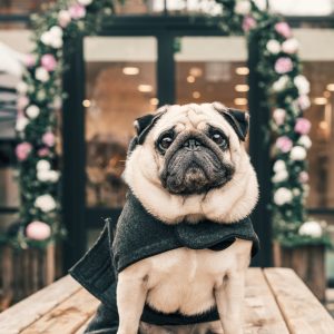 Winter dog coats keep certain breeds comfortable in colder temperatures