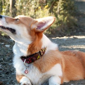 Dog collars hold important safety information