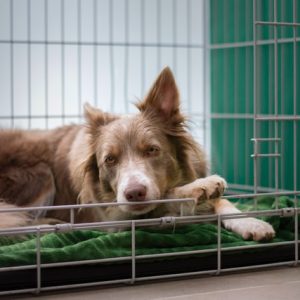 Dog crates keep your furry friend safe