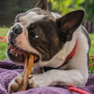 Dog dental chews are yummy treats that help clean teeth
