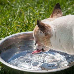 A dog drinking a lot of water should always concern you