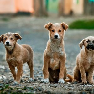 Dog growth depends on many factors