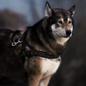 Dog harnesses allow greater control on walks