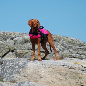 Dog life jackets keep your pup safe wherever you go swimming