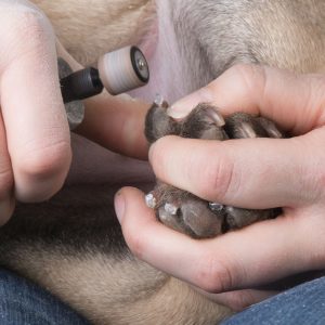 Dog nail grinders help you trim and shape your dog's nails