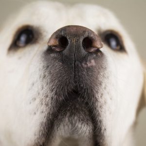Dog nose balms keep your canine's delicate nose comfortable in all kinds of weather