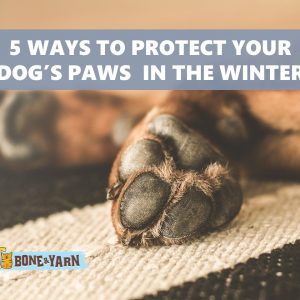 Protect a dog's paws in harsh winter conditions
