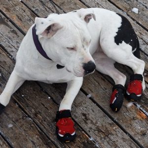 Dog shoes work in summer, winter, and everything in-between