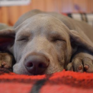Dogs and sleep are often tricky questions for owners