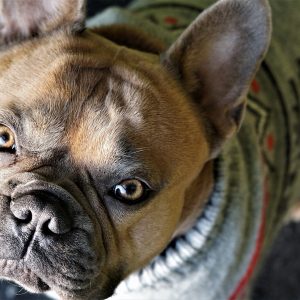 Dog sweaters keep your dog warm in cold weather