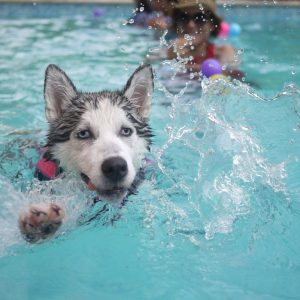 Turns out not all dogs swim