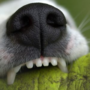 Dog teeth require care and concern - from puppy through to adult