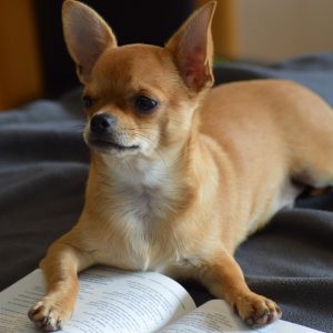 Dog training books can help your pup with a variety of situations