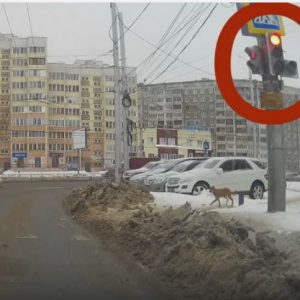 Law-abiding dog in Russia