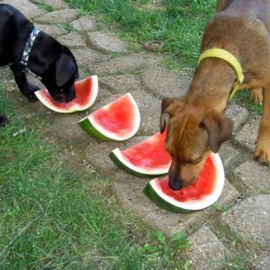 Dogs eat watermelon as a fun summer treat