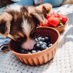 When dogs eat blueberries, they get plenty of antioxidants