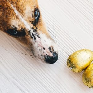 Dogs and chocolate can end up a lethal combination