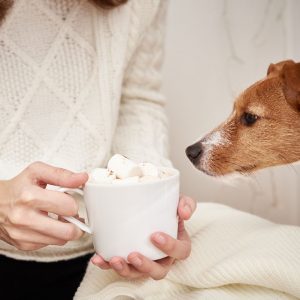 Dogs eat marshmallows and end up with severe GI upset