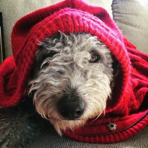 Pumi dogs have personality and intelligence