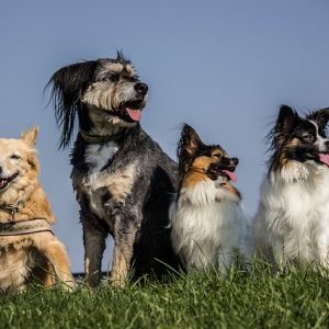 Dog breeds for first-time owners come in every shape and size