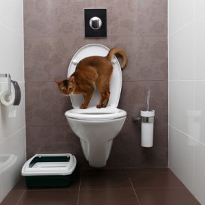 Flushable cat litter is a biodegradable option