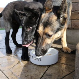 Dog food for German Shepherds needs to meet specific requirements