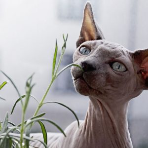 Hairless cat breeds intrigue or confuse people