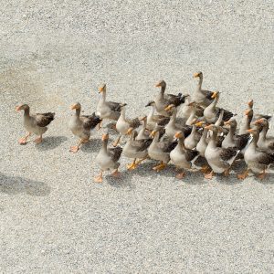 Herding dog breeds instinctually round up pets and people