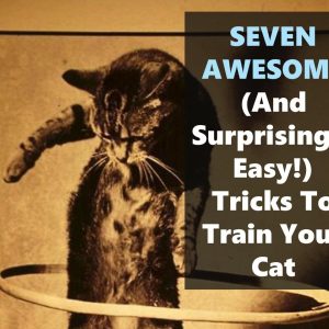 Seven easy cat tricks to teach your cat