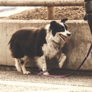 Leash training is an important step in a dog's life