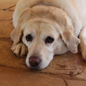 Low-Fat dog foods keep your pup looking trim