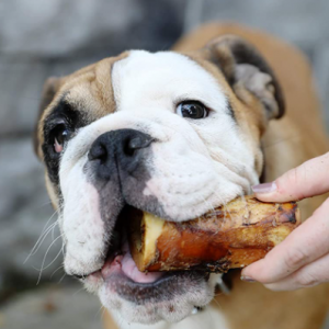 Marrow bones aren't always the best choice for dogs