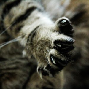 Trimming cat nails keeps you and your cat safe