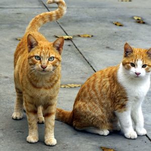 Orange cat names have a lot of unique possibilites