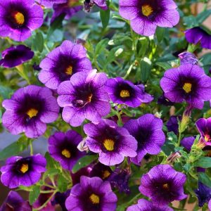Petunias are cat-friendly flowers you can keep in your garden