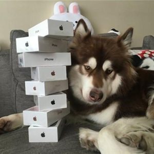 A dog with eight iPhones?