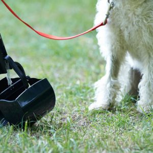 Pooper scoopers are a necessary part of owning a dog