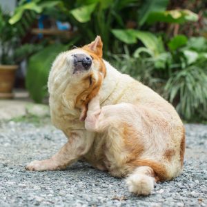 Pyoderma in dogs can take time to figure out