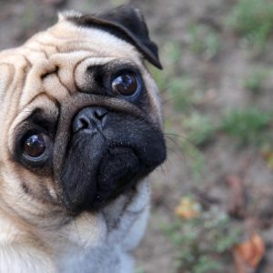 The Pug breed is extremely popular
