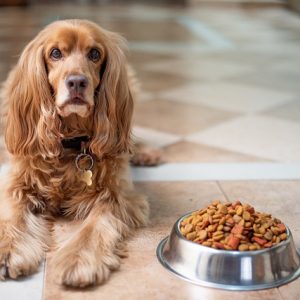 Sensitive stomach dog foods often feature bland flavors